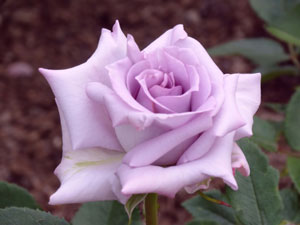 青いバラにまつわるお話