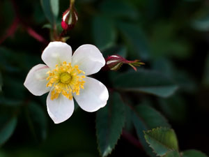 ローズという名前の男性