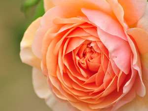 ローズという名前の女性